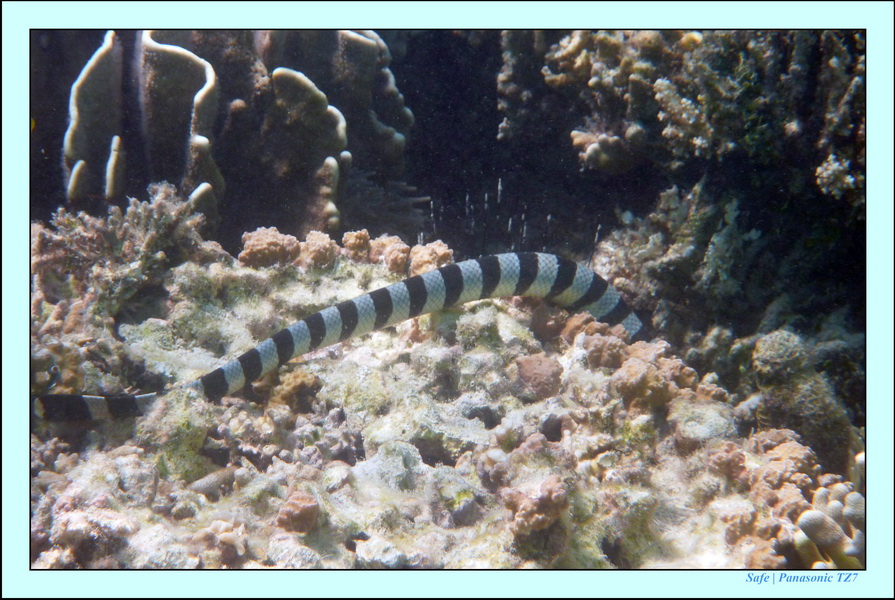 2009    07    Manatabuan 12